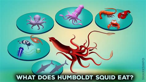 humboldt squid diet.